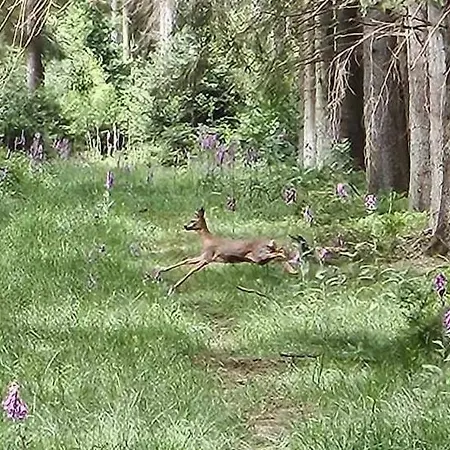 Sur Les Sarts Ardennes